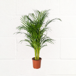 PALM-ARECA