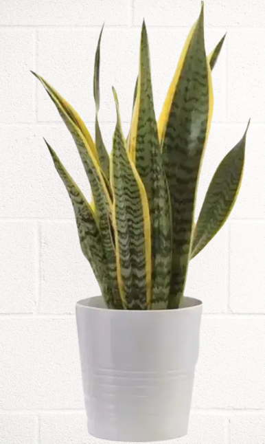 SNAKE PLANT IN WHITE CERAMIC POT