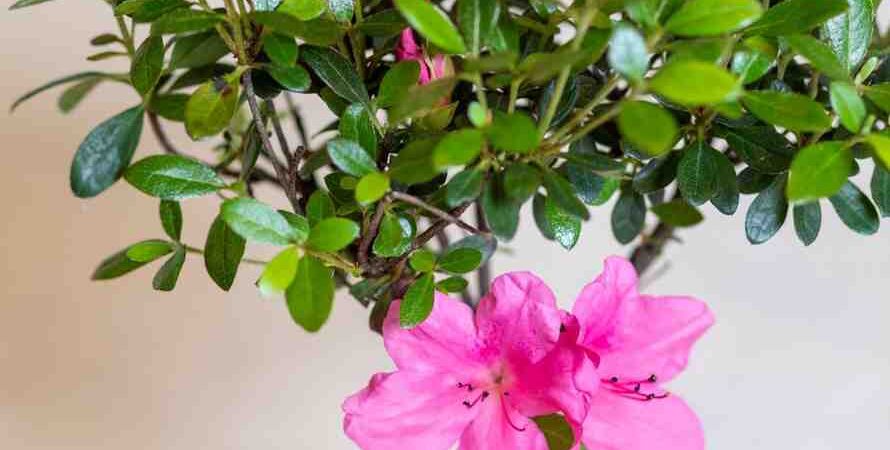 Flowering Plants