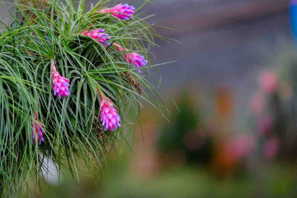Flowering Plants