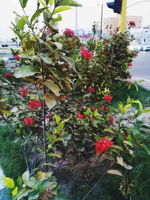 Flowering Plants