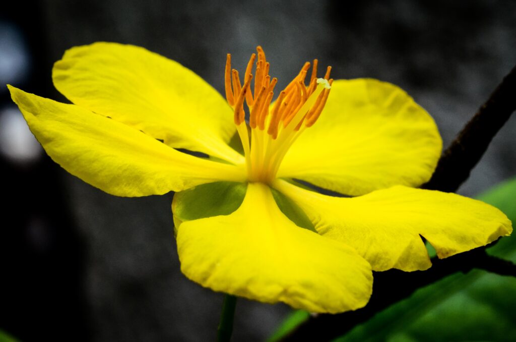 national flower of uae