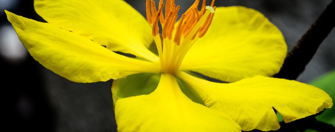 National Flower of UAE