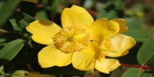 National Flower of UAE