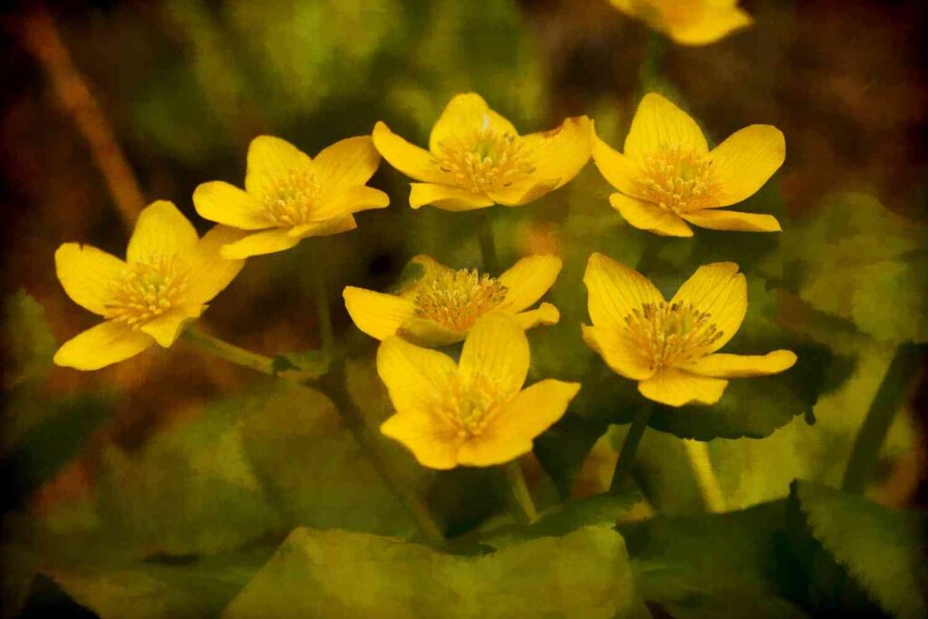 National Flower of UAE