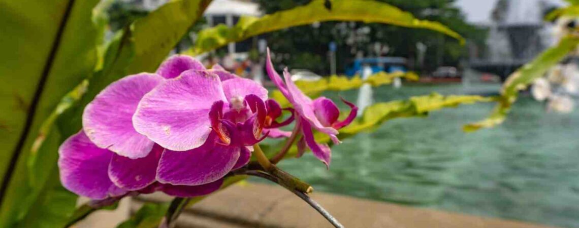 Orchid Flowers
