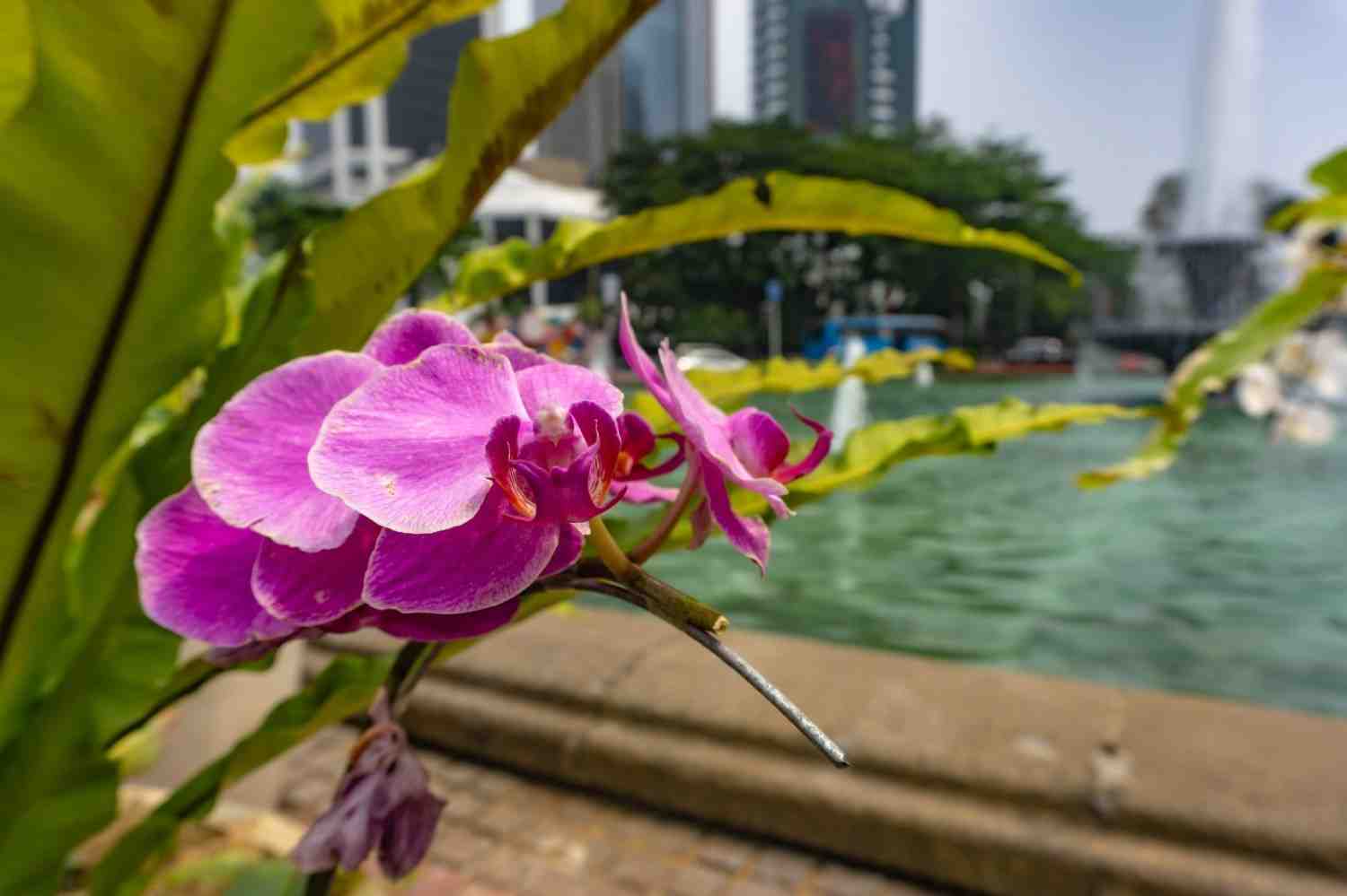 Orchid Flowers