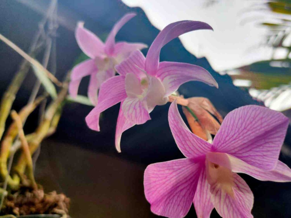 orchid flowers