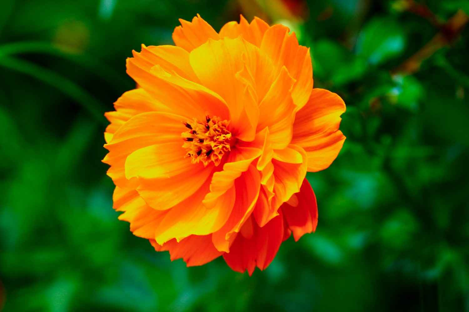 orange flowers
